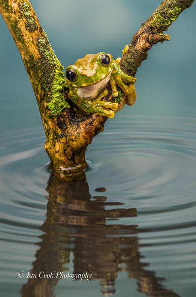 Peacock Tree Frog