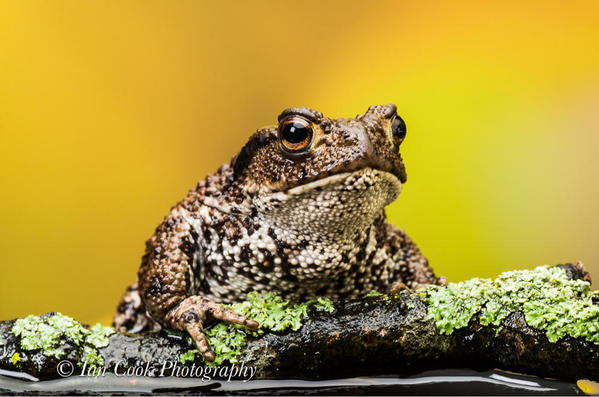 Common Toad