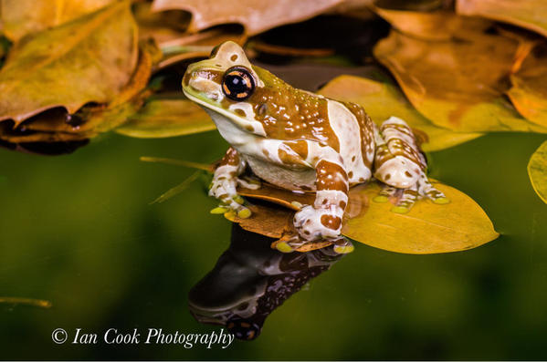 Amazon Milk Frog