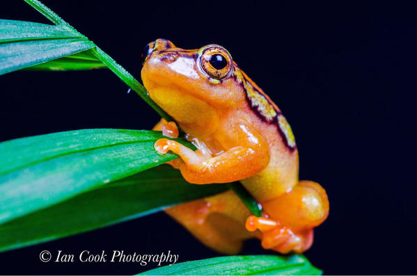 Golden Sedge Frog