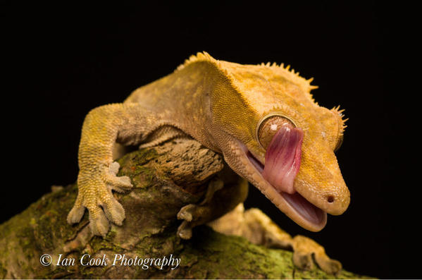 New Caledonian Crested Geko