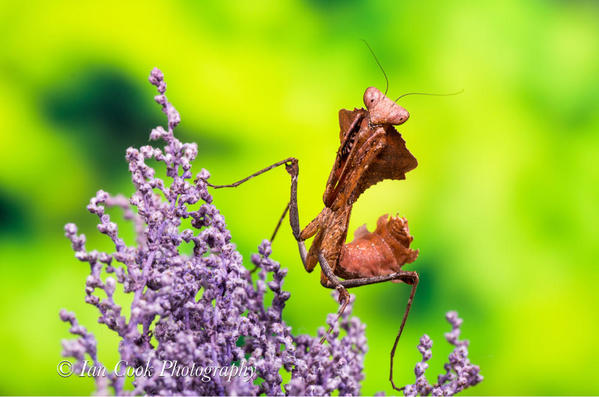 Dead Leaf Mantis