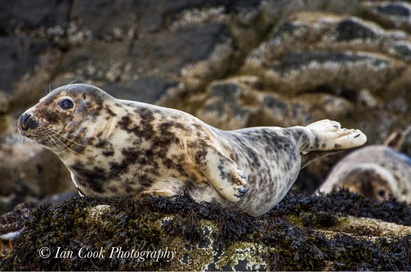 Grey seals from Lindisfarne National Nature Reserve, U.K.