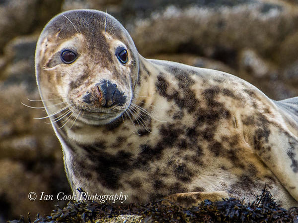 Grey seals from Lindisfarne National Nature Reserve, U.K.