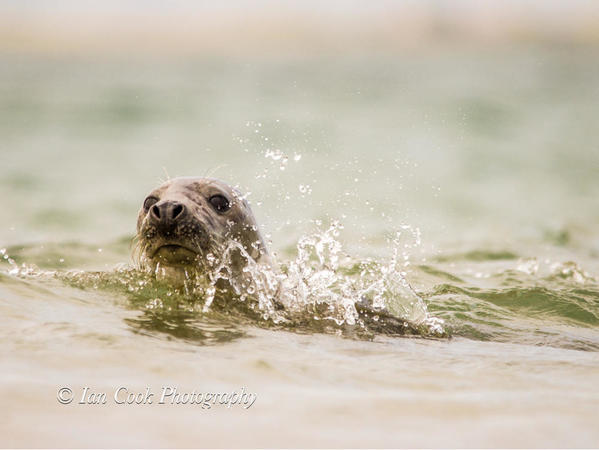 Grey seals from Lindisfarne National Nature Reserve, U.K.