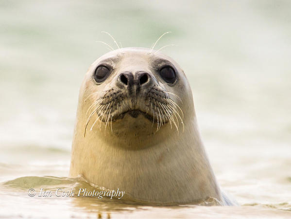 Grey seals from Lindisfarne National Nature Reserve, U.K.