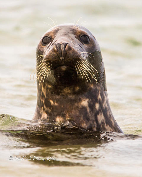 Grey seals from Lindisfarne National Nature Reserve, U.K.