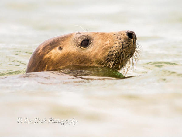 Grey seals from Lindisfarne National Nature Reserve, U.K.