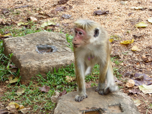 Polonnaruwa (238)