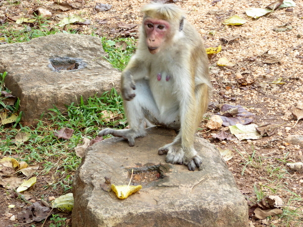 Polonnaruwa (240)