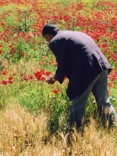 Poppies2