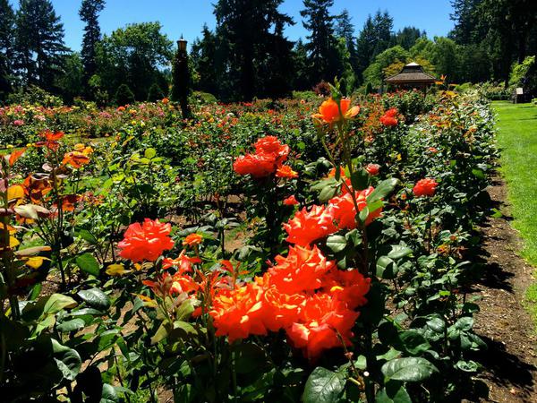 Portland Rose Garden