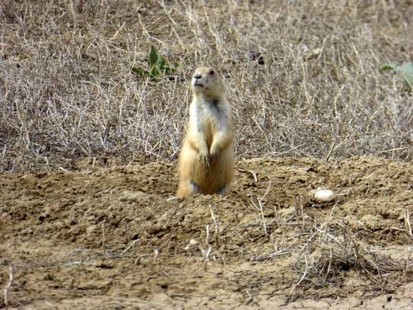 Prairie dogs (5)