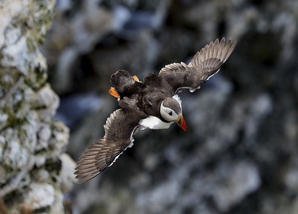 Puffin in flight.Bempton.