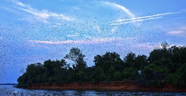 Purple Martins on Lake Murray-001