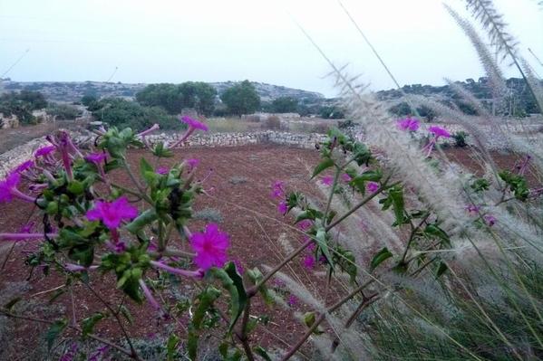 Qrendi farm fields