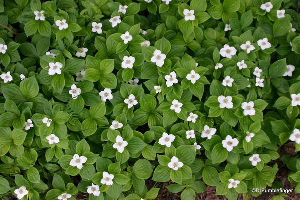 Saguenay Fjord, Dogwood