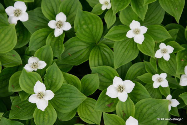 Saguenay Fjord, Dogwood