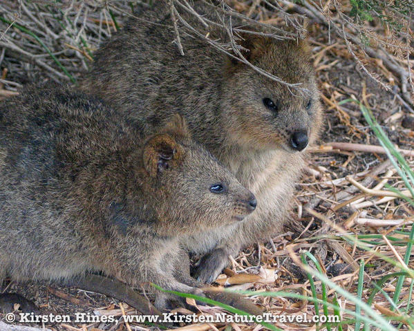 Quokkas-3