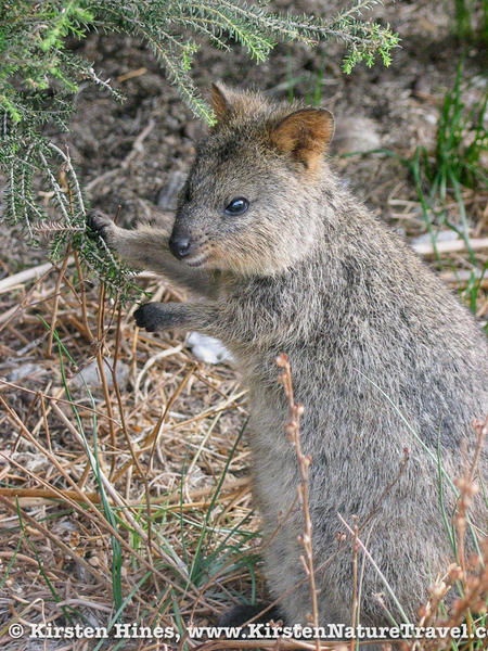 Quokkas-4