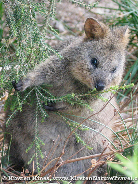 Quokkas-5