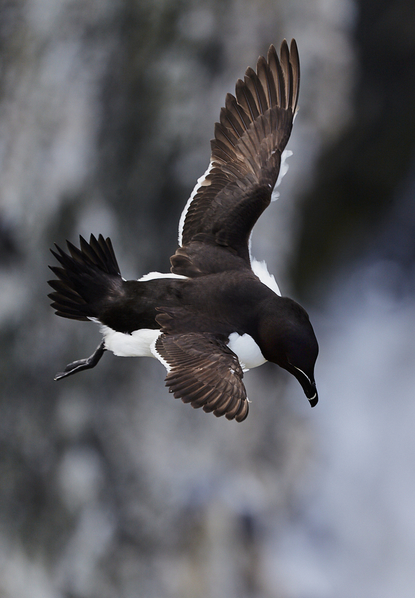 Razorbill.