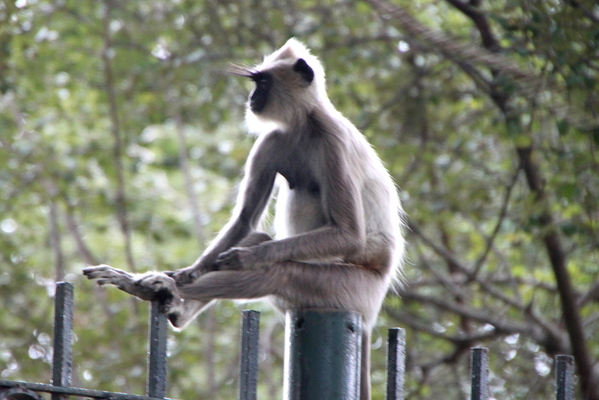 Roadtrip, Southern Sri Lanka (16)