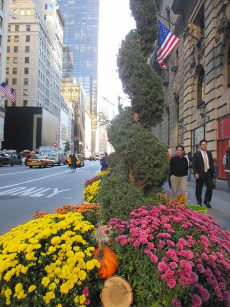 Rockafeller Plaza Fall Foilage 2