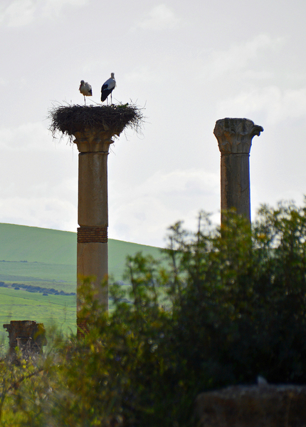 Roman site of Volubilis 5