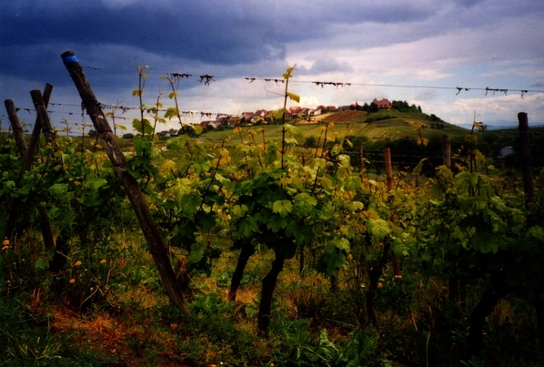 Route des Vins Vineyard