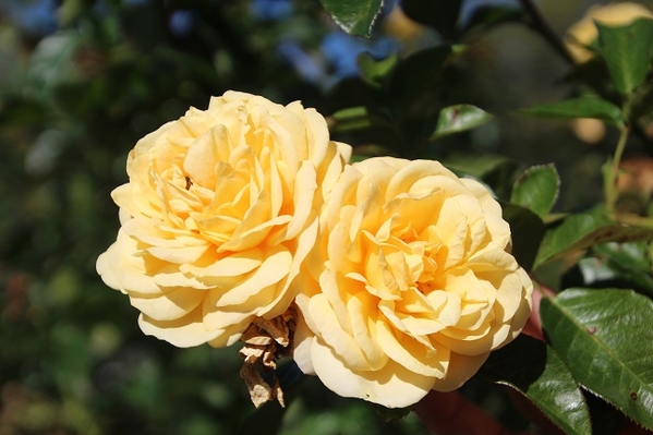 Royal Botanical Gardens - Roses