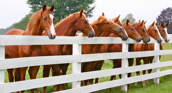 Saddlebreds at Fence-edit (1)