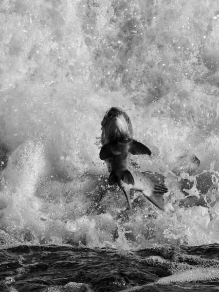 Salmon. Hexham. England