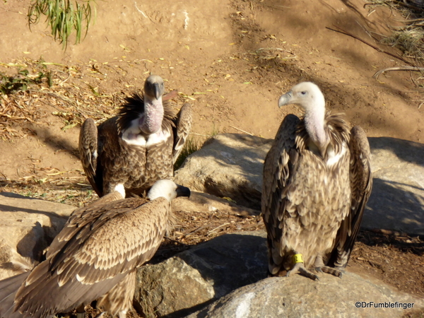 San Diego Zoo Safari (155)