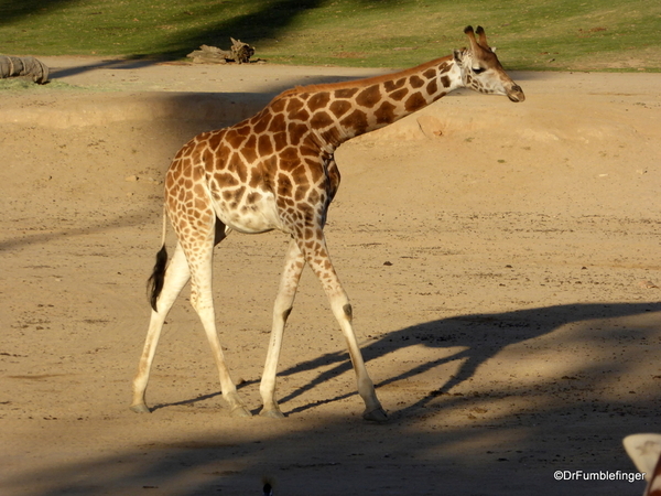 San Diego Zoo Safari (184)