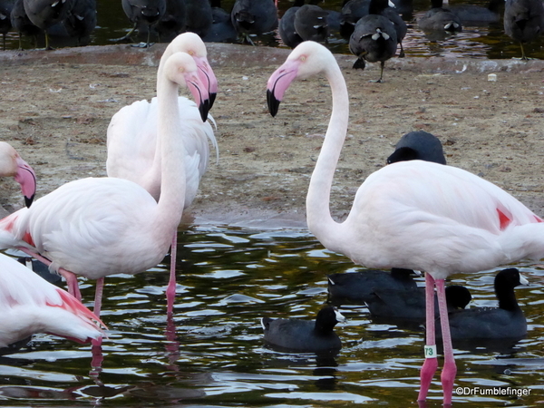 San Diego Zoo Safari (190)