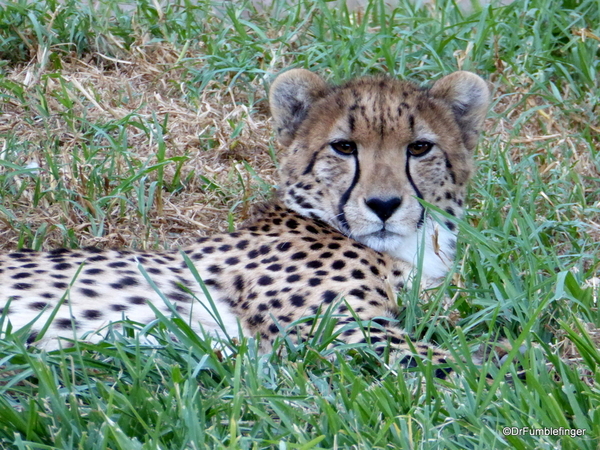 San Diego Zoo Safari (201)