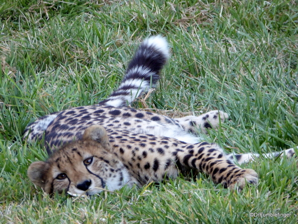 San Diego Zoo Safari (203)