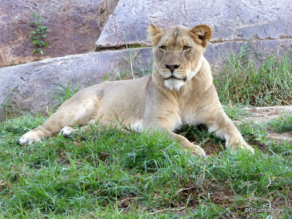 San Diego Zoo Safari (212)