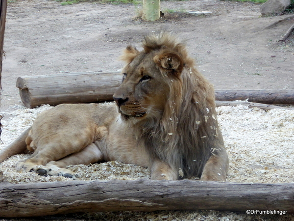 San Diego Zoo Safari (218)