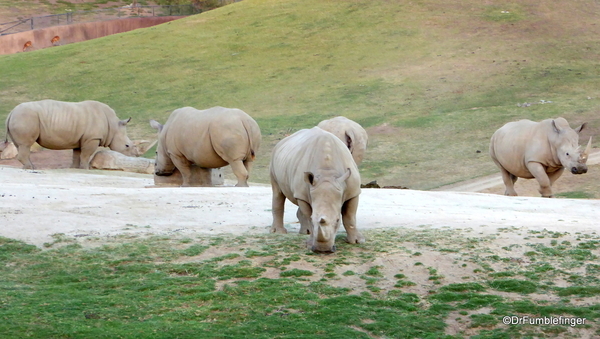 San Diego Zoo Safari (230)