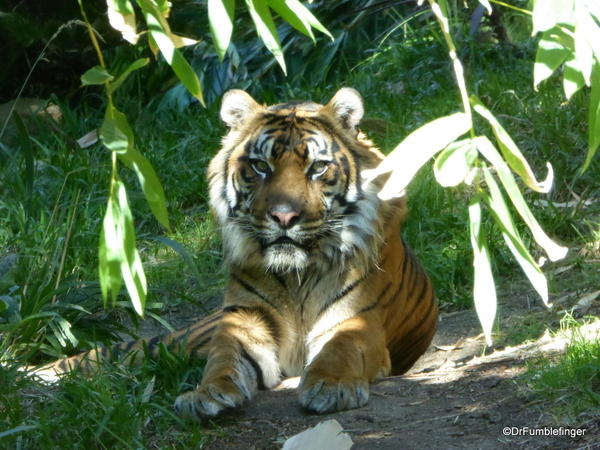 San Diego Zoo Safari (23) Sumatran Tiger