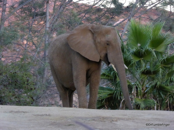 San Diego Zoo Safari (238)