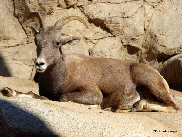 San Diego Zoo Safari (35) Desert Bighorn Sheep