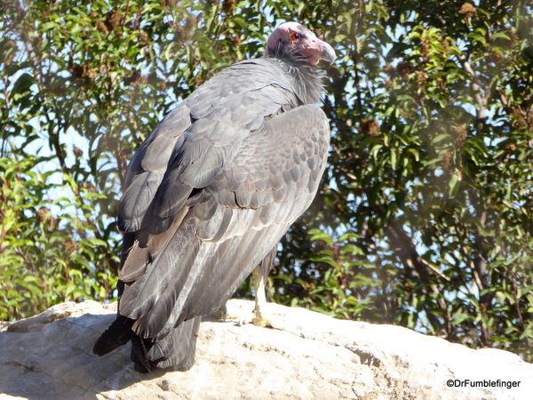 San Diego Zoo Safari (42). California Condor