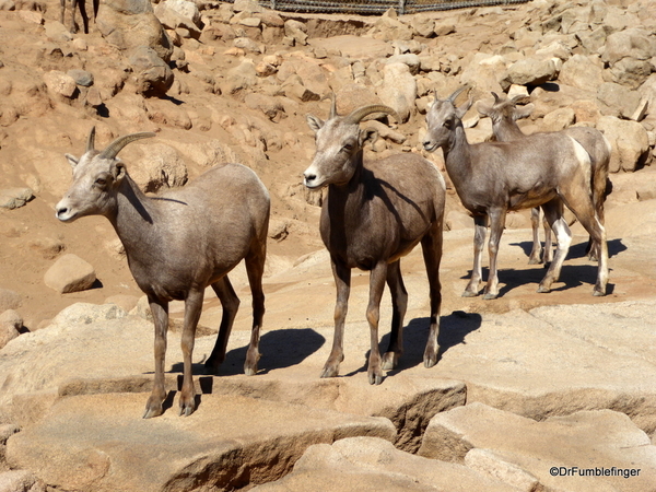 San Diego Zoo Safari (47) Desert Bighorn Sheep