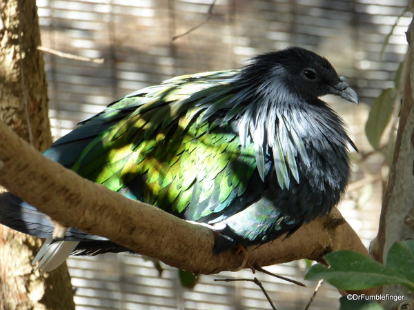 San Diego Zoo Safari (67) Nicobar Pigeon