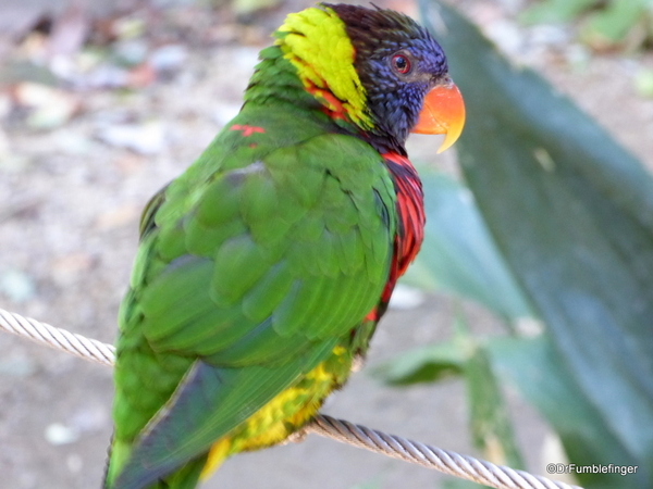 San Diego Zoo Safari (99). Rainbow Lorikeet