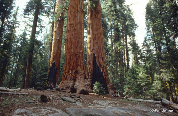 Sequoia National Park 6-90 017. Congress Trail