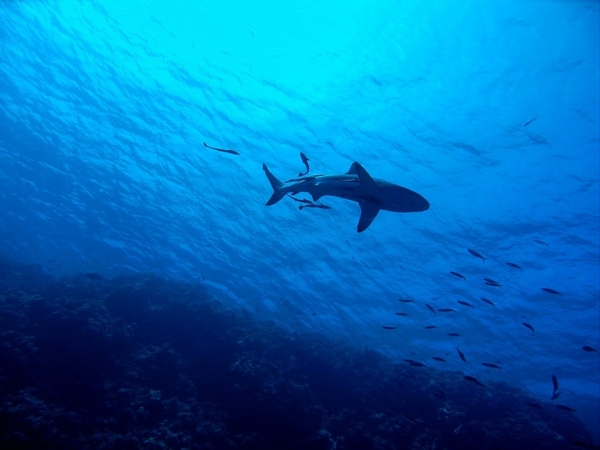 Shark, courtesy Des Kerrigan from Pixabay